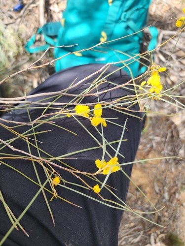 Acacia resinimarginea, 2025-09-18