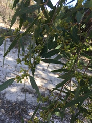 Eucalyptus todtiana