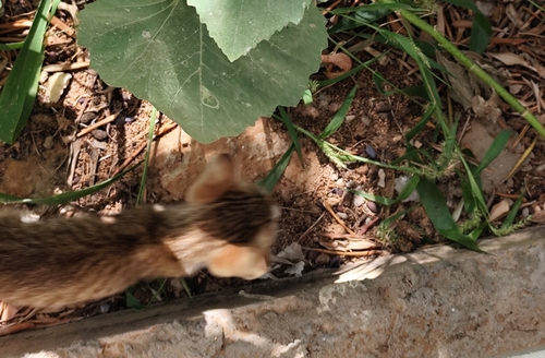 Domestic Cat