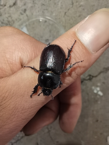 Eophileurus chinensis