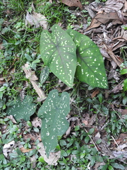 Caladium