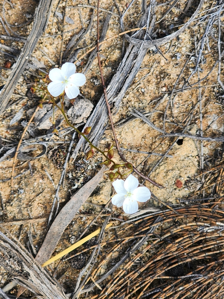 Drosera andersoniana, Bodallin WA 6424, Australia
