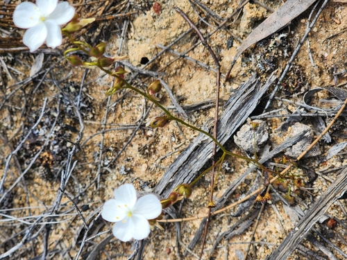 Drosera andersoniana