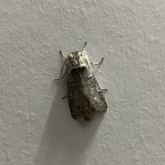 Chilecomadia valdiviana