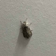 Chilecomadia valdiviana
