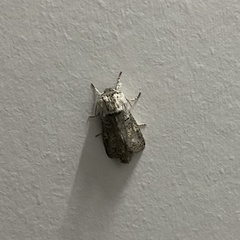 Chilecomadia valdiviana