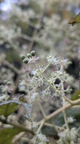 Aralia decaisneana (Aralia decaisneana)