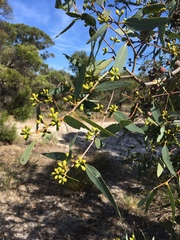 Eucalyptus todtiana