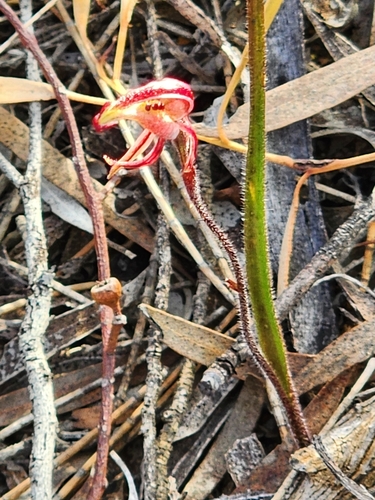 Dwarf zebra orchid (Caladenia pachychila)