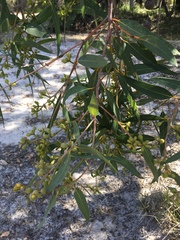 Eucalyptus todtiana