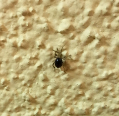 Mezium americanum