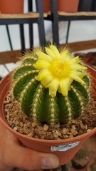 Parodia warasii
