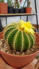 Parodia warasii