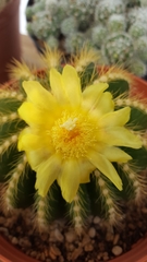 Parodia warasii