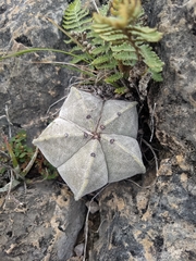 Astrophytum myriostigma