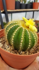Parodia warasii