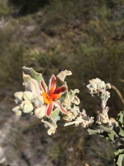 Jacksonia floribunda