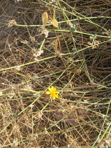 Chondrilla juncea iNat (1)
