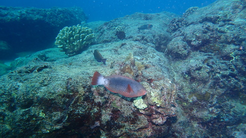 Chlorurus perspicillatus observed 2025-09-17