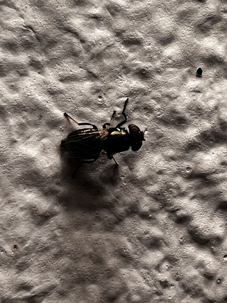 Physiphora smaragdina