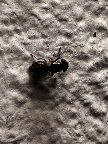 Physiphora smaragdina