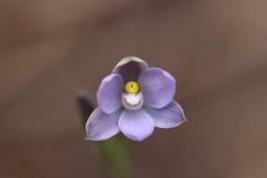 Thelymitra tholiformis