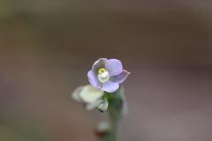 Thelymitra tholiformis
