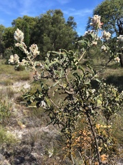 Jacksonia floribunda