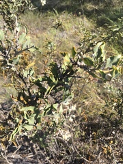 Jacksonia floribunda