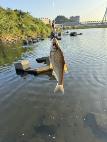 Largeeye bream (Sinibrama macrops) — Cyprinidae — 3