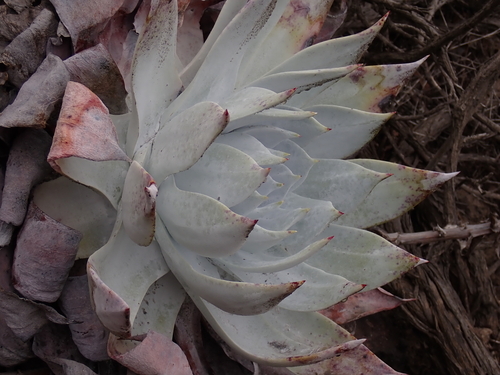 Dudleya brittonii