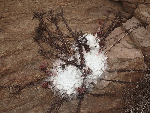 Dudleya brittonii