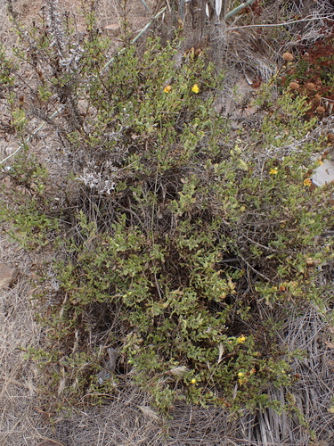 Hazardia berberidis
