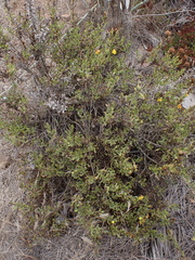Hazardia berberidis