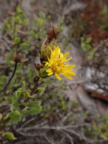 Barberry-leaf Goldenbush (Hazardia berberidis)
