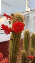Cleistocactus samaipatanus