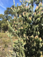 Adenanthos cygnorum