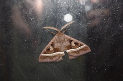 Metopta rectifasciata