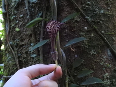 Aristolochiaceae