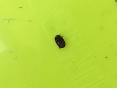 Dactylosternum abdominale