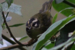 Basileuterus tristriatus