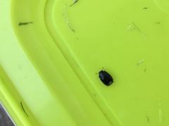 Dactylosternum abdominale