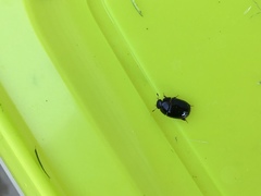 Dactylosternum abdominale