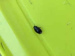 Dactylosternum abdominale