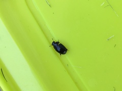 Dactylosternum abdominale