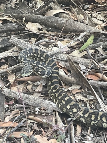Coastal Carpet Python sighting