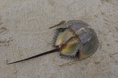 Tachypleus tridentatus