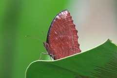 Elymnias hypermnestra beatrice