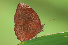 Elymnias hypermnestra beatrice