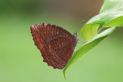 Elymnias hypermnestra beatrice